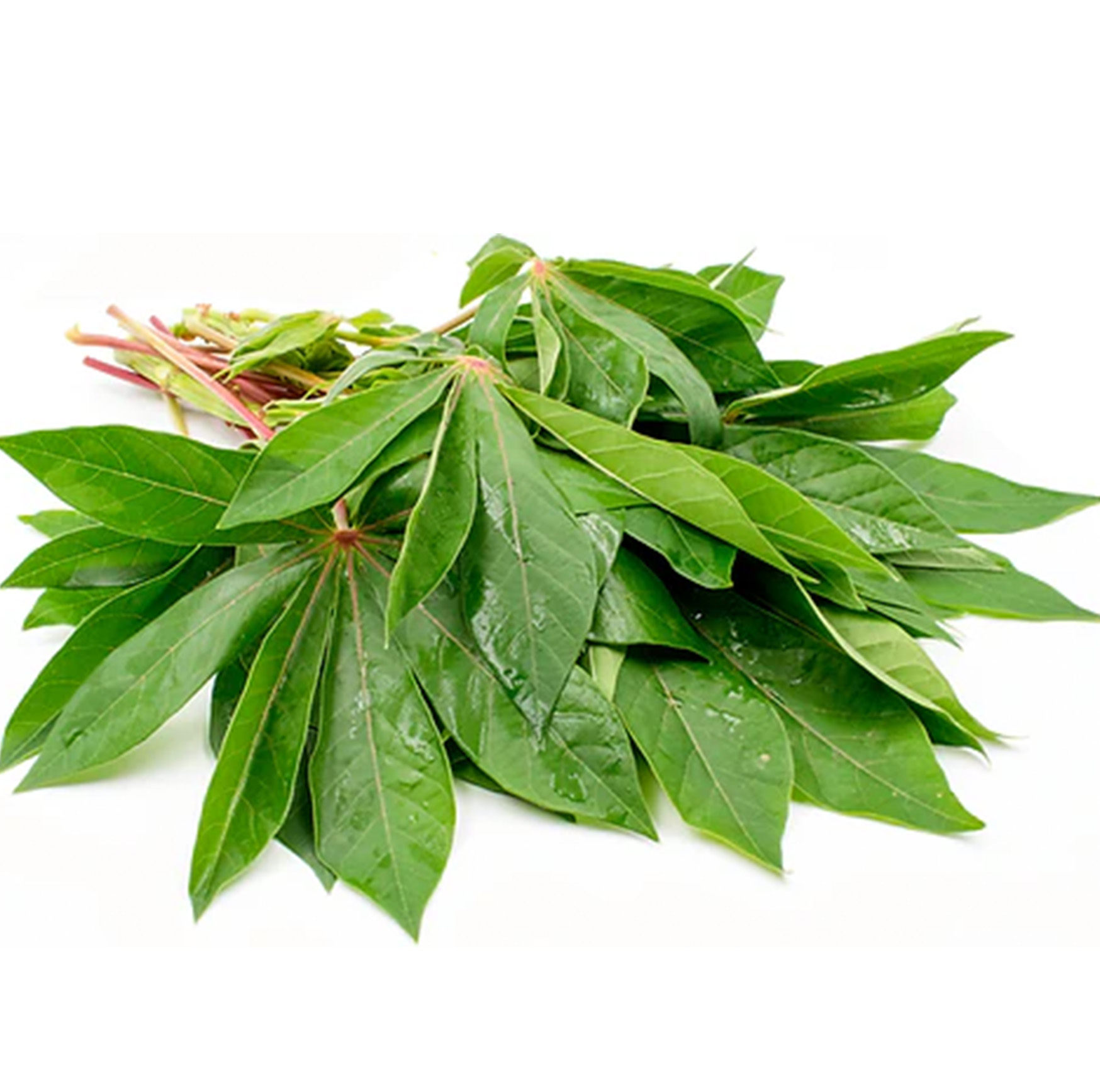 Cassava Leaves