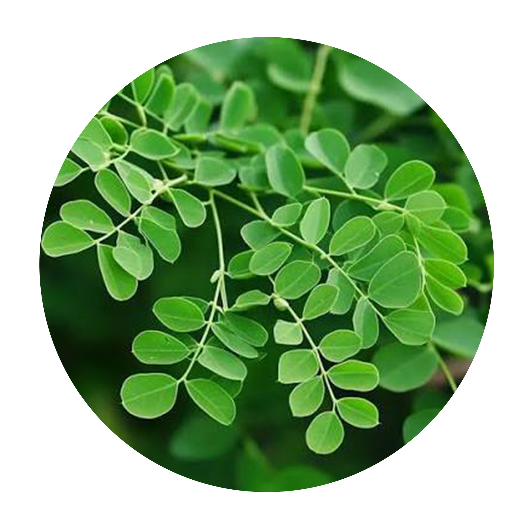 Moringa