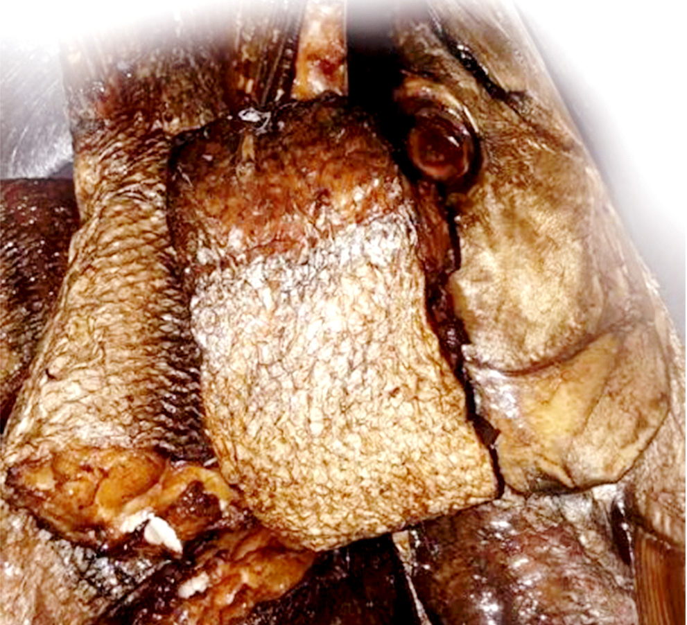 Smoked Cod Fish