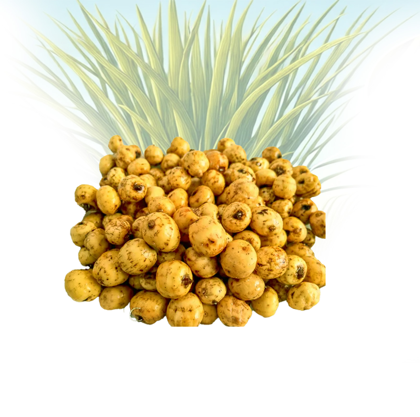 Tiger Nuts